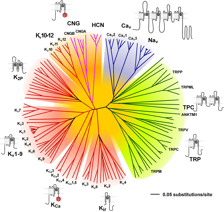 Representation of the amino acid sequence relations of the minimal pore regions of the voltage-gated ion channel superfamily. (<a href='https://www.ncbi.nlm.nih.gov/pubmed/15467096' target='_blank'>Science's STKE 05 Oct 2004</a>)