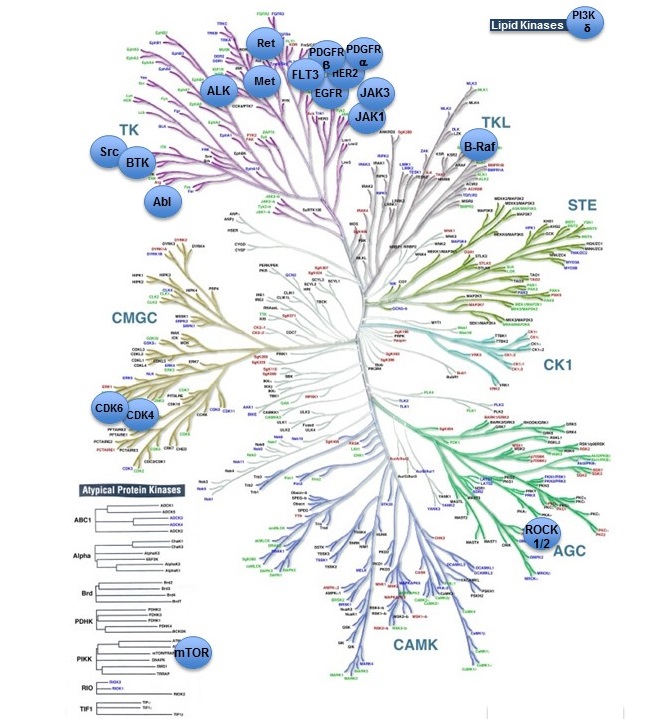 The Kinome image shown here was obtained from Chartier et al. (2013, <a href='https://www.ncbi.nlm.nih.gov/pmc/articles/PMC3740139/figure/fig-4/' target='_blank'>Figure 4</a>) <a href='https://www.ncbi.nlm.nih.gov/pubmed/23940838' target='_blank'>https://www.ncbi.nlm.nih.gov/pubmed/23940838</a> and has been annotated to show the kinases that are targeted by currently approved kinase inhibitor drugs (last updated in April 2018).