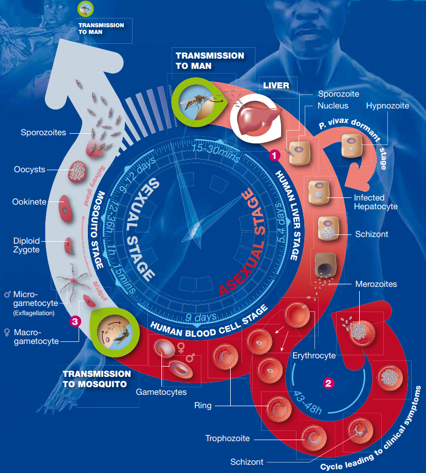 Lifecycle of the malaria parasite, curtesy of Medicines for Malaria Venture (MMV). Timings are for <i>Plasmodium falciparum only</i>. Original image available at <a href='https://www.mmv.org/malaria-medicines/parasite-lifecycle' target='_blank'>https://www.mmv.org/malaria-medicines/parasite-lifecycle</a>